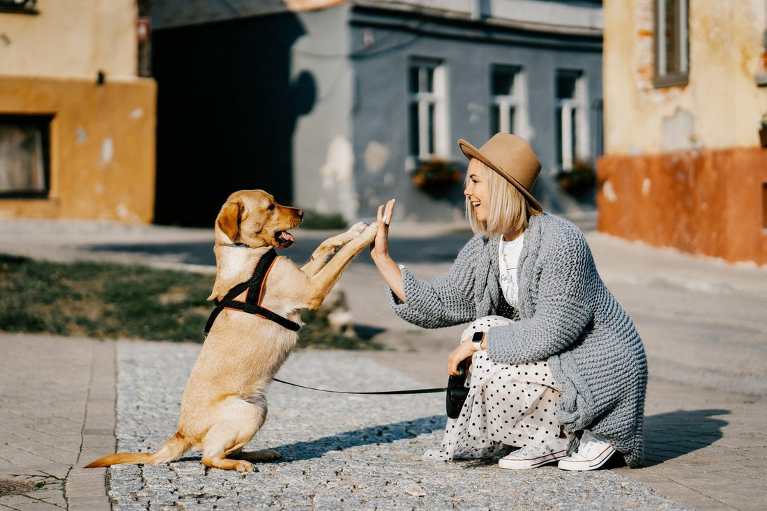 Why Dog Vest Harnesses ? - DNALLRINO 