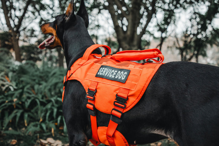 Bright orange service dog harness