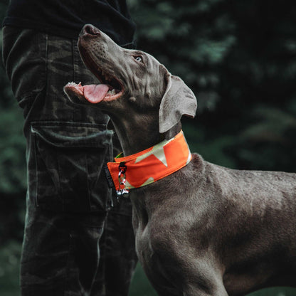 Reflective High Visibility Hunting&Night Dog Collar-Double Sided Star Reflective Pattern